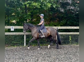 Trakehner, Stute, 6 Jahre, 172 cm, Rappe