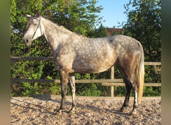 Trakehner, Stute, 6 Jahre, 174 cm, Apfelschimmel