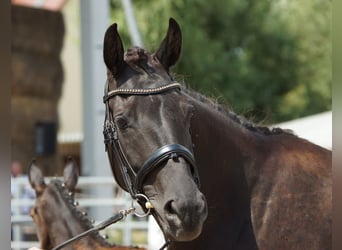 Trakehner, Stute, 6 Jahre, Rappe