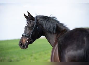 Trakehner, Stute, 6 Jahre, Schwarzbrauner