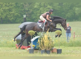 Trakehner, Stute, 6 Jahre, Schwarzbrauner