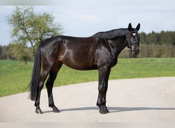Trakehner, Stute, 6 Jahre, Schwarzbrauner