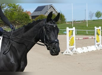 Trakehner, Stute, 6 Jahre, Schwarzbrauner