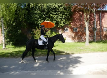 Trakehner, Stute, 6 Jahre, Schwarzbrauner