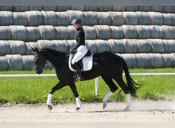 Trakehner, Stute, 6 Jahre, Schwarzbrauner