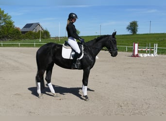 Trakehner, Stute, 6 Jahre, Schwarzbrauner