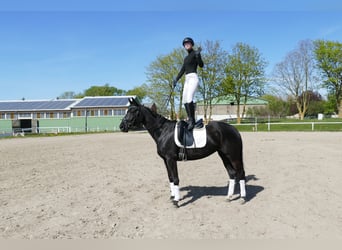 Trakehner, Stute, 6 Jahre, Schwarzbrauner
