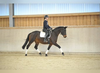 Trakehner, Stute, 7 Jahre, 164 cm, Brauner