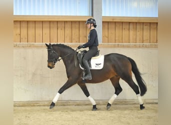 Trakehner, Stute, 7 Jahre, 164 cm, Brauner