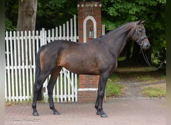 Trakehner, Stute, 7 Jahre, 164 cm, Dunkelbrauner