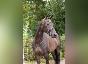 Trakehner, Stute, 7 Jahre, 164 cm, Dunkelbrauner