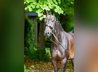Trakehner, Stute, 7 Jahre, 164 cm, Dunkelbrauner