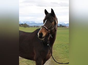 Trakehner, Stute, 7 Jahre, 166 cm, Brauner