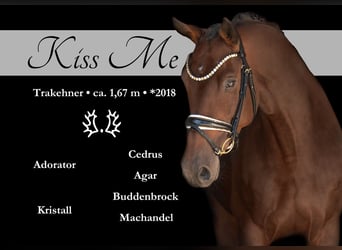 Trakehner, Stute, 7 Jahre, 167 cm, Dunkelbrauner