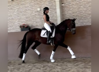 Trakehner, Stute, 7 Jahre, 167 cm, Dunkelbrauner