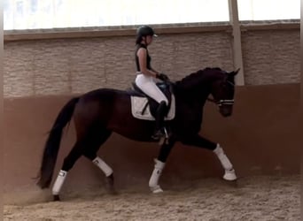 Trakehner, Stute, 7 Jahre, 167 cm, Dunkelbrauner