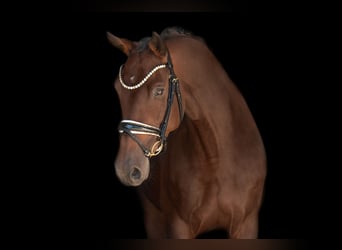 Trakehner, Stute, 7 Jahre, 167 cm, Dunkelbrauner