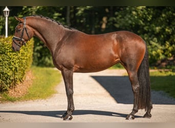 Trakehner, Stute, 7 Jahre, 167 cm, Dunkelbrauner