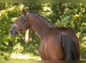 Trakehner, Stute, 7 Jahre, 167 cm, Dunkelbrauner