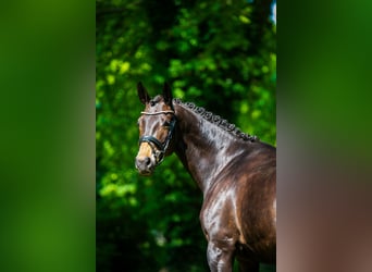 Trakehner, Stute, 7 Jahre, 168 cm, Brauner