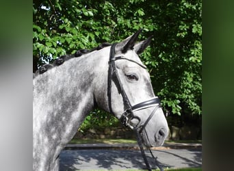 Trakehner, Stute, 7 Jahre, 168 cm, Schimmel