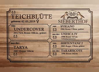 Trakehner, Stute, 7 Jahre, 168 cm