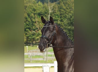 Trakehner, Stute, 7 Jahre, 169 cm, Dunkelbrauner