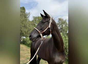 Trakehner, Stute, 7 Jahre, 170 cm, Rappe