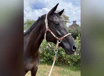 Trakehner, Stute, 7 Jahre, 170 cm, Rappe