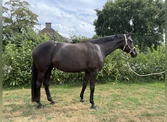 Trakehner, Stute, 7 Jahre, 170 cm, Rappe