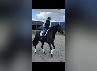 Trakehner, Stute, 7 Jahre, 170 cm, Rappe