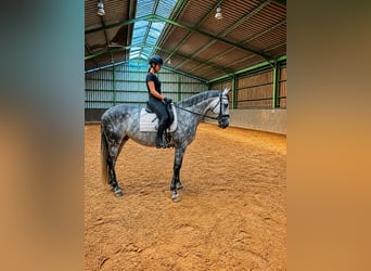 Trakehner, Stute, 7 Jahre, 171 cm, Schimmel