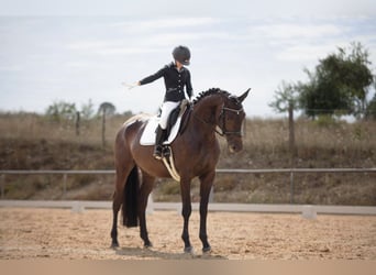 Trakehner, Stute, 7 Jahre, 173 cm, Dunkelbrauner