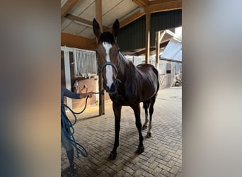 Trakehner, Stute, 7 Jahre, 175 cm, Brauner