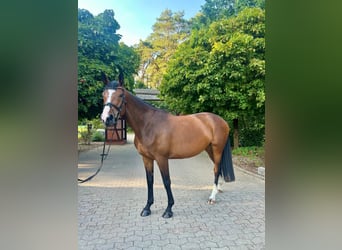 Trakehner, Stute, 7 Jahre, 175 cm, Brauner