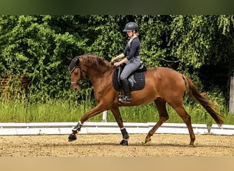 Trakehner, Stute, 7 Jahre, Fuchs