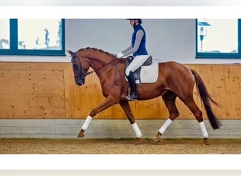 Trakehner, Stute, 7 Jahre, Fuchs