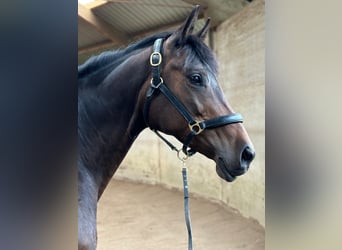 Trakehner, Stute, 8 Jahre, 162 cm, Dunkelbrauner