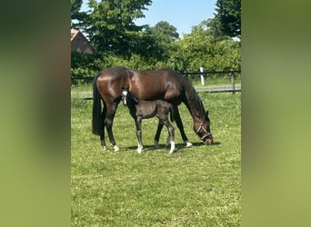 Trakehner, Stute, 8 Jahre, 163 cm, Dunkelbrauner