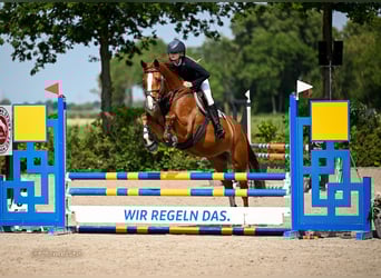 Trakehner, Stute, 8 Jahre, 165 cm, Fuchs