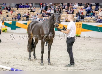Trakehner, Stute, 8 Jahre, 165 cm, Schwarzbrauner