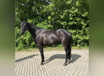 Trakehner, Stute, 8 Jahre, 167 cm, Rappe