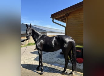 Trakehner, Stute, 8 Jahre, 167 cm, Rappe