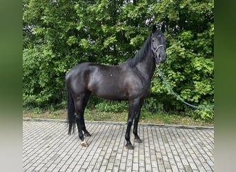 Trakehner, Stute, 8 Jahre, 167 cm, Rappe