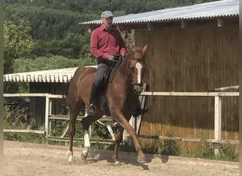 Trakehner, Stute, 8 Jahre, 168 cm, Fuchs