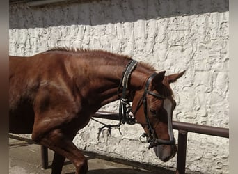 Trakehner, Stute, 8 Jahre, 168 cm, Fuchs