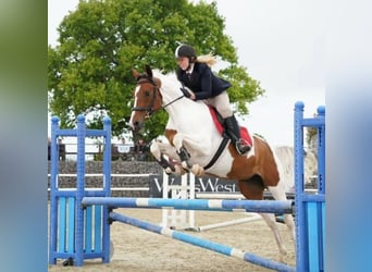 Trakehner Mix, Stute, 8 Jahre, 170 cm