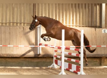 Trakehner, Stute, 8 Jahre, 171 cm, Fuchs