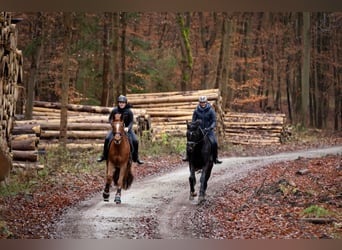 Trakehner, Stute, 8 Jahre, 171 cm, Fuchs