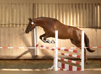 Trakehner, Stute, 8 Jahre, 171 cm, Fuchs